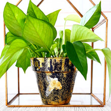 Load image into Gallery viewer, Studio 54 Planter
